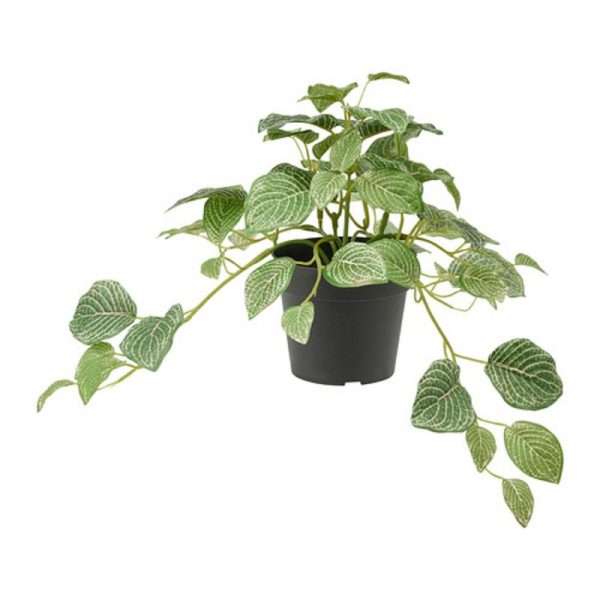 Fejka tanaman tiruan fittonia juntai dalam pot hitam 9 cm artificial flower dekoraai hias