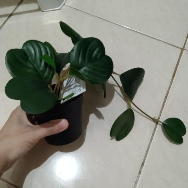 IKEA fejka tanaman tiruan peperomia juntai dlm pot hitam bunga artificial tanaman hias - Image 2