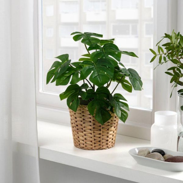 Fejka tanaman tiruan monstera dalam pot hitam 12 cm artificial flower hias dekorasi pajangan - Image 3