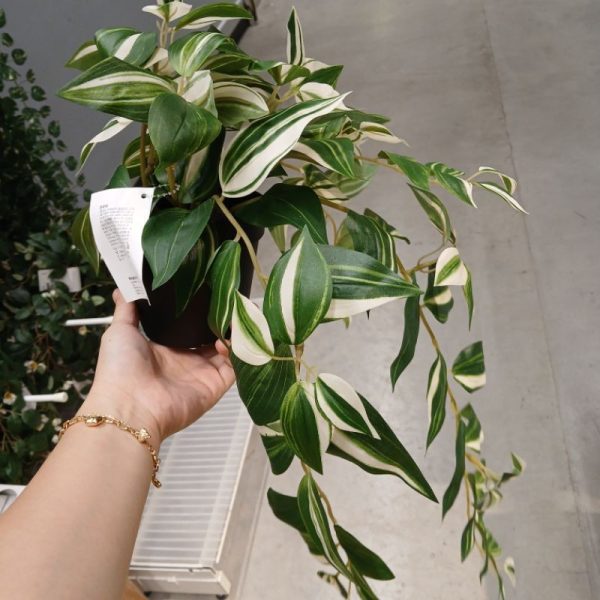 IKEA FEJKA tanaman juntai tradescantia zebrina dalam pot hitam 12 cm TC-1088