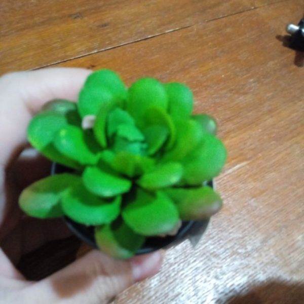 DAISO mini succulent artifisial tanaman sukulen kecil dalam pot tembikar TC-0518 - Image 2