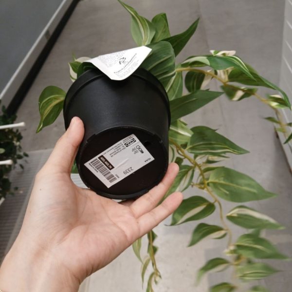 IKEA FEJKA tanaman juntai tradescantia zebrina dalam pot hitam 12 cm TC-1088 - Image 2